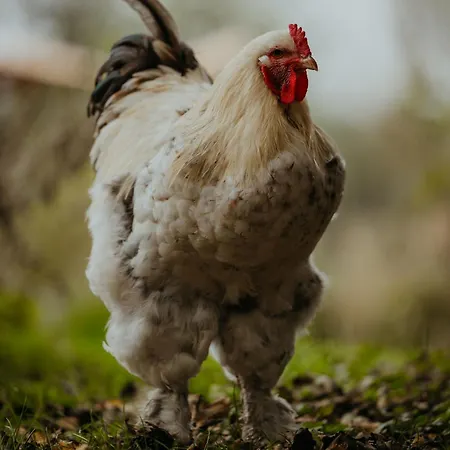 مكان تخييم Au Pied Du Trieu, The Shelter